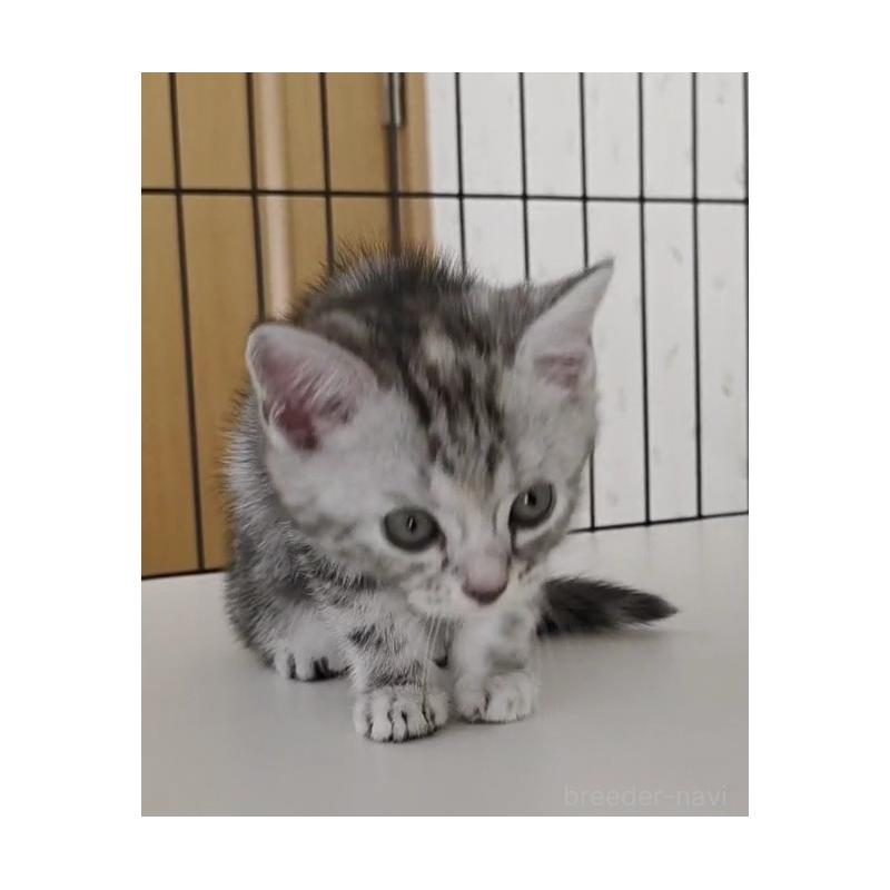 成約済の岐阜県のアメリカンショートヘア-128972の5枚目