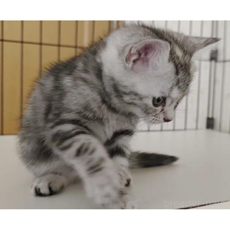 成約済の岐阜県のアメリカンショートヘア-128972の4枚目