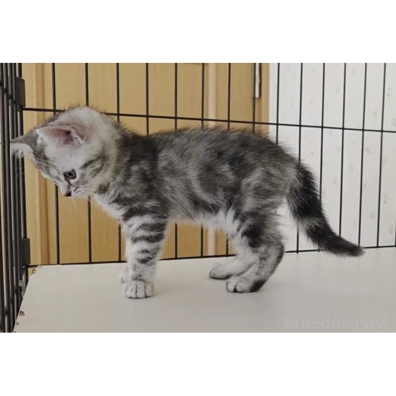 成約済の岐阜県のアメリカンショートヘア-128972の3枚目