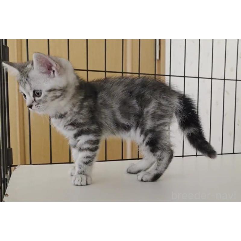 成約済の岐阜県のアメリカンショートヘア-128972の2枚目