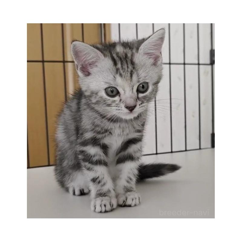 販売中の岐阜県のアメリカンショートヘア-128972