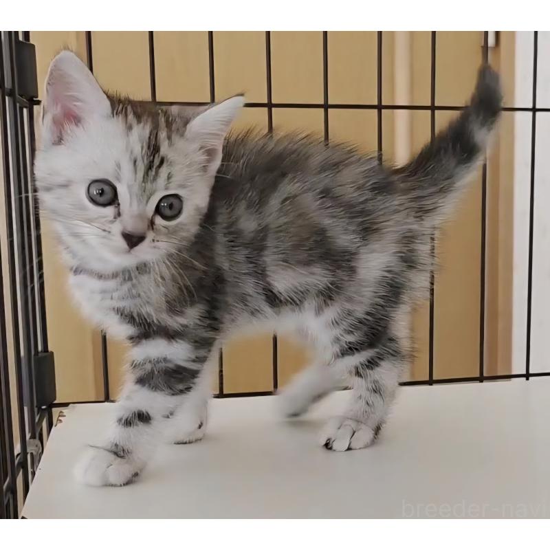 成約済の岐阜県のアメリカンショートヘア-128962の9枚目