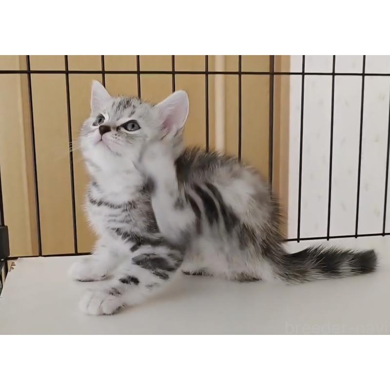 成約済の岐阜県のアメリカンショートヘア-128962の8枚目