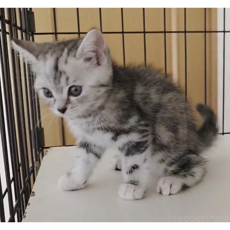 成約済の岐阜県のアメリカンショートヘア-128962の7枚目