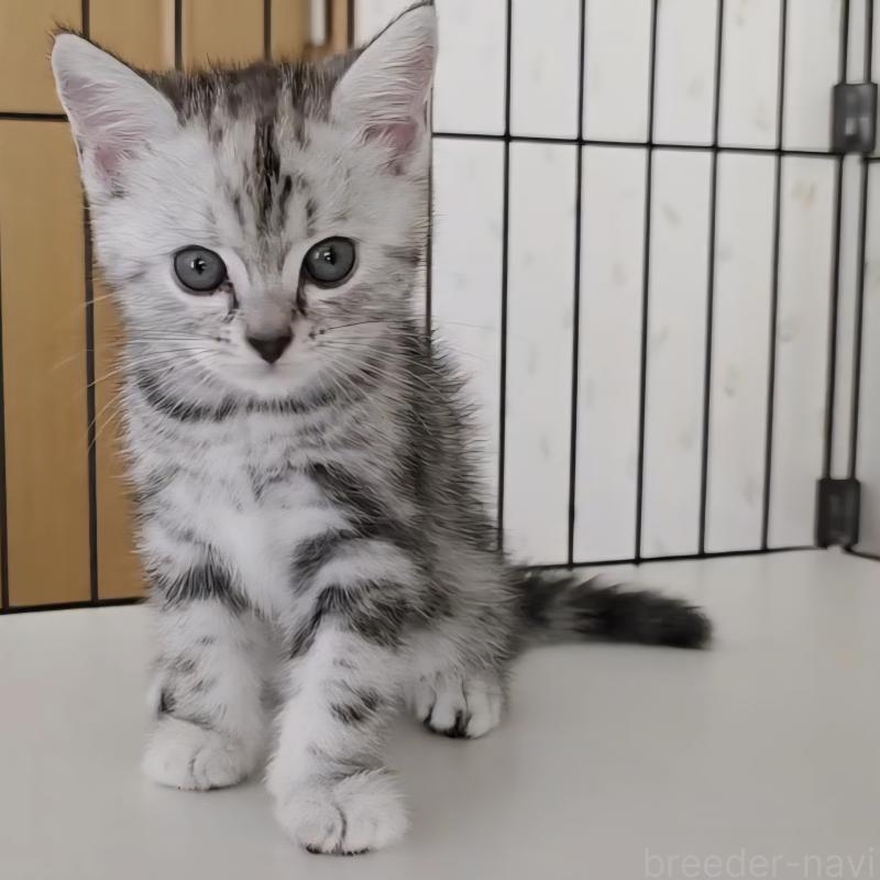 商談中の岐阜県のアメリカンショートヘア-128962