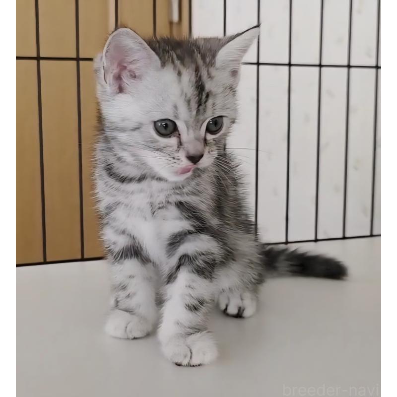 成約済の岐阜県のアメリカンショートヘア-128962の6枚目