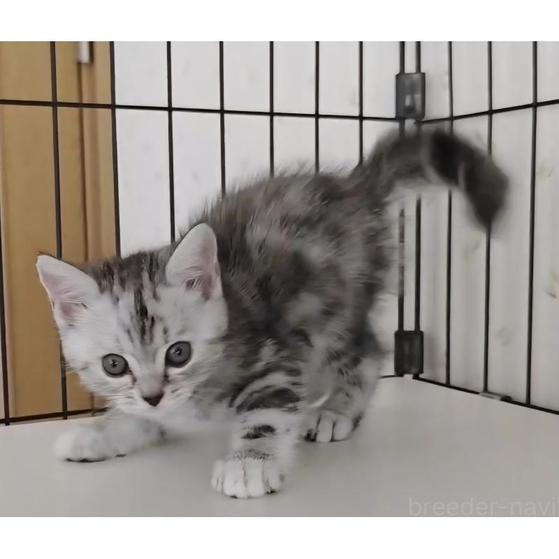 成約済の岐阜県のアメリカンショートヘア-128962の5枚目