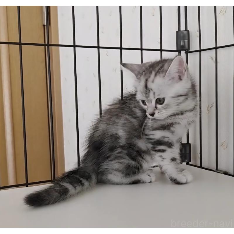 成約済の岐阜県のアメリカンショートヘア-128962の4枚目