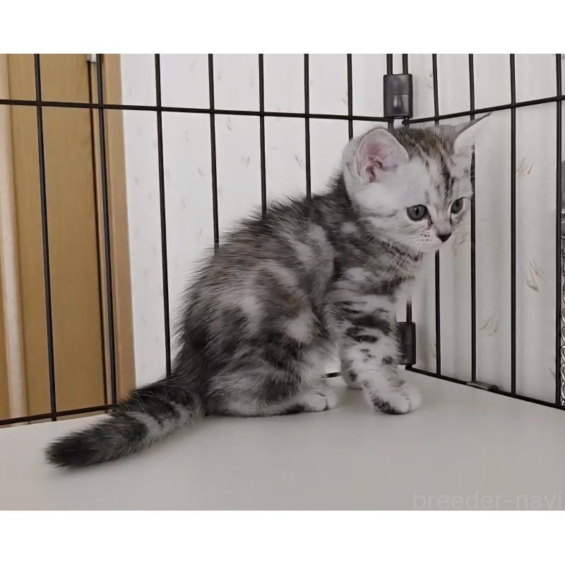 成約済の岐阜県のアメリカンショートヘア-128962の3枚目