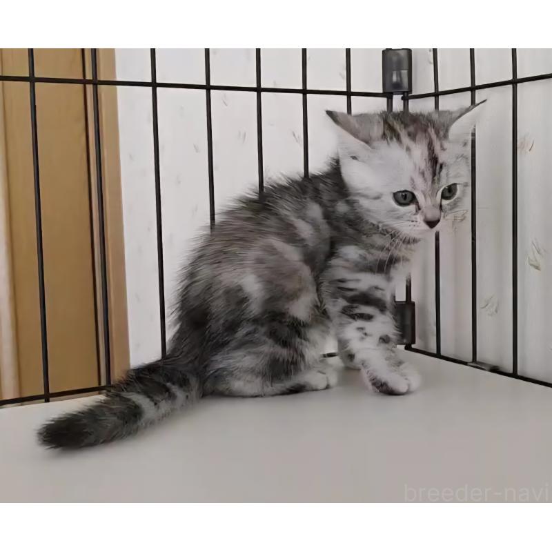 成約済の岐阜県のアメリカンショートヘア-128962の2枚目