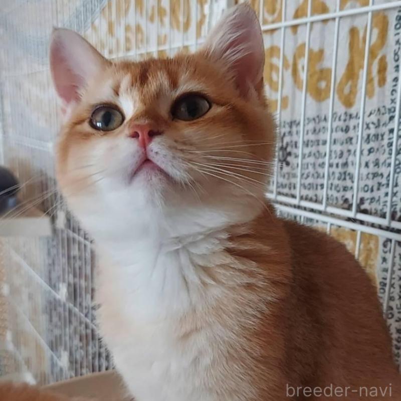 販売中の愛知県のブリティッシュショートヘア-130232