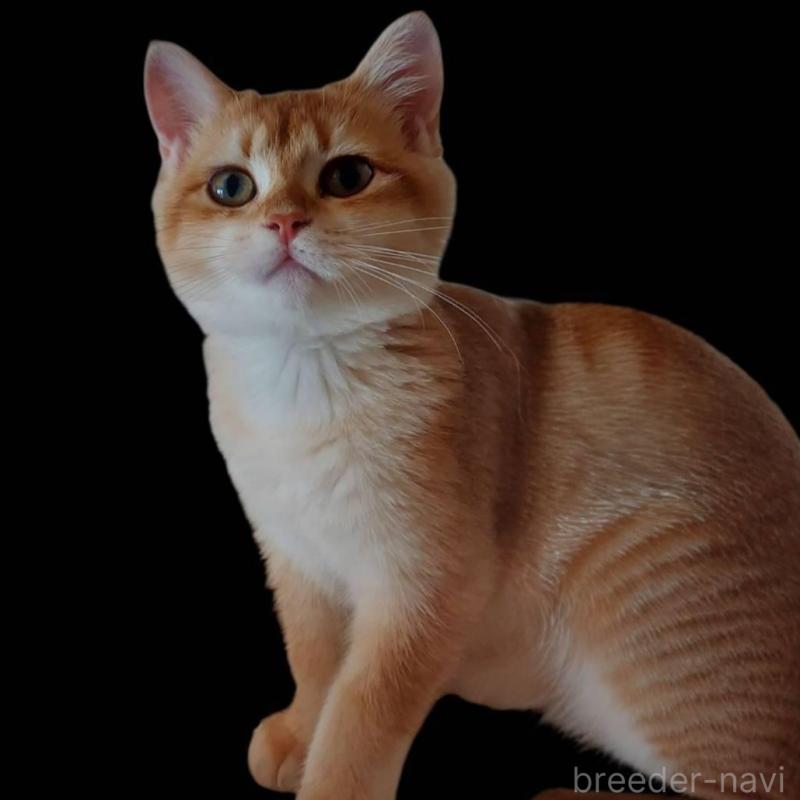 販売中の愛知県のブリティッシュショートヘア-130232の3枚目