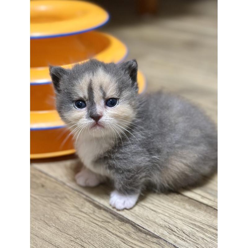 販売中の香川県のミヌエット(短足)-130233の7枚目