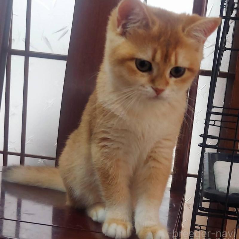 販売中の愛知県のブリティッシュショートヘア-130232の2枚目