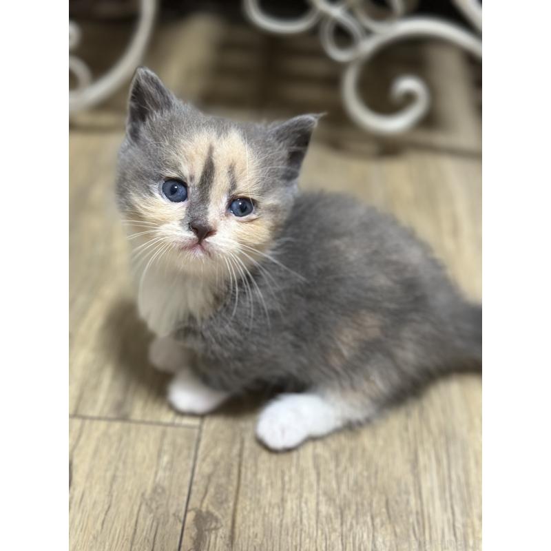 販売中の香川県のミヌエット(短足)-130233の6枚目