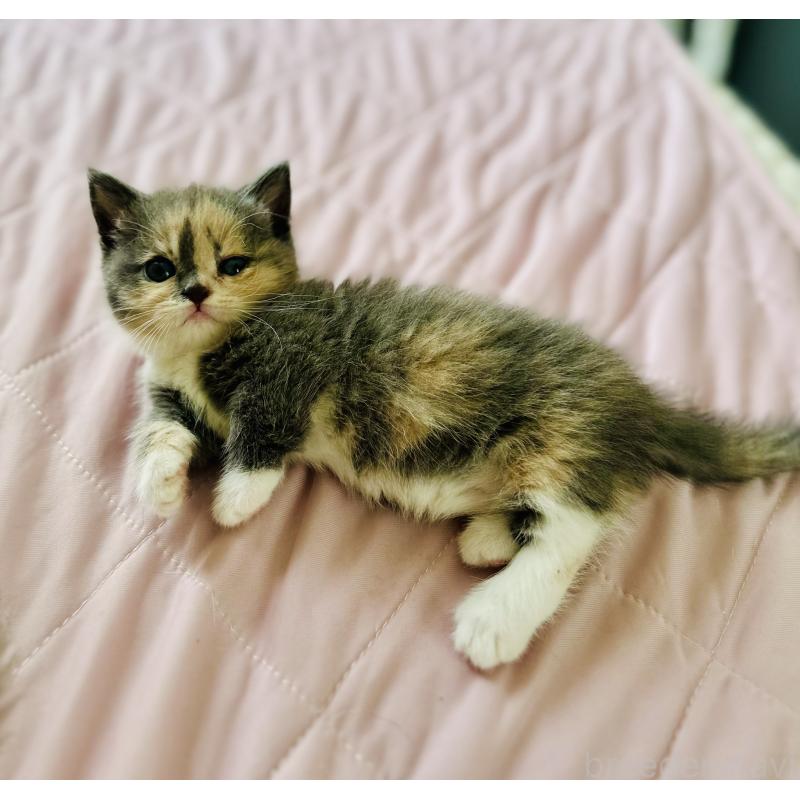 販売中の香川県のミヌエット(短足)-130233の5枚目