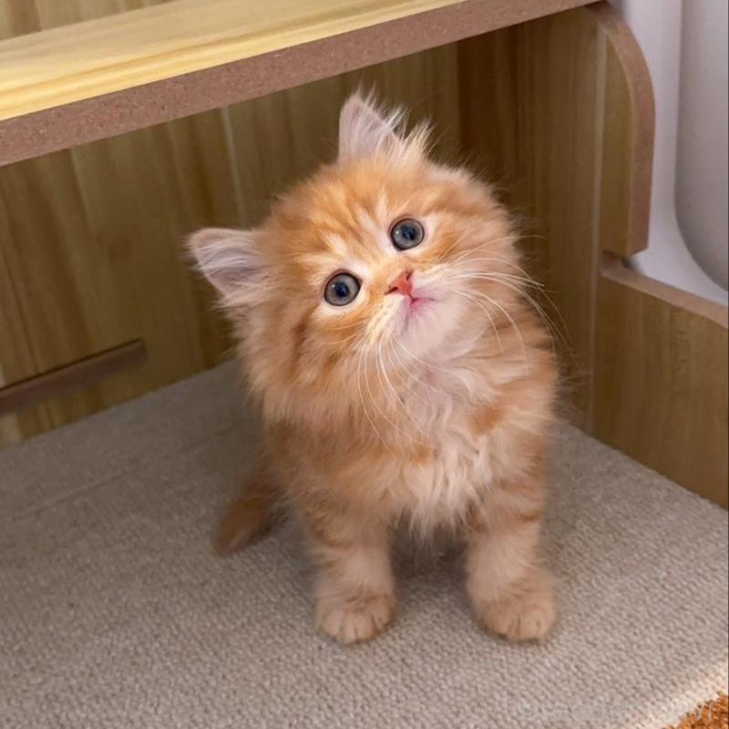 販売中の岡山県のスコティッシュストレート-130234の6枚目