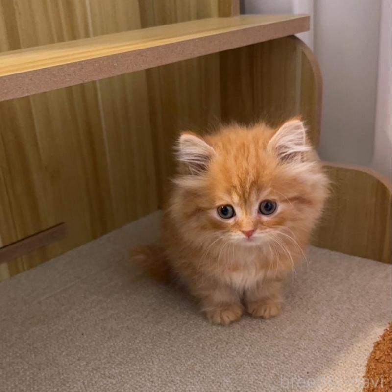 販売中の岡山県のスコティッシュストレート-130234の5枚目