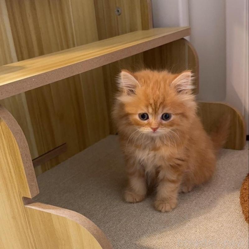 販売中の岡山県のスコティッシュストレート-130234の4枚目