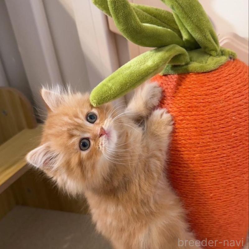 販売中の岡山県のスコティッシュストレート-130234の1枚目