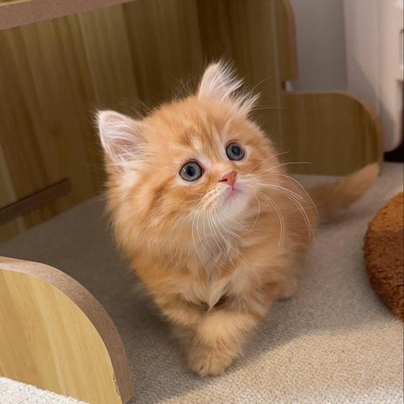 販売中の岡山県のスコティッシュストレート-130234の3枚目