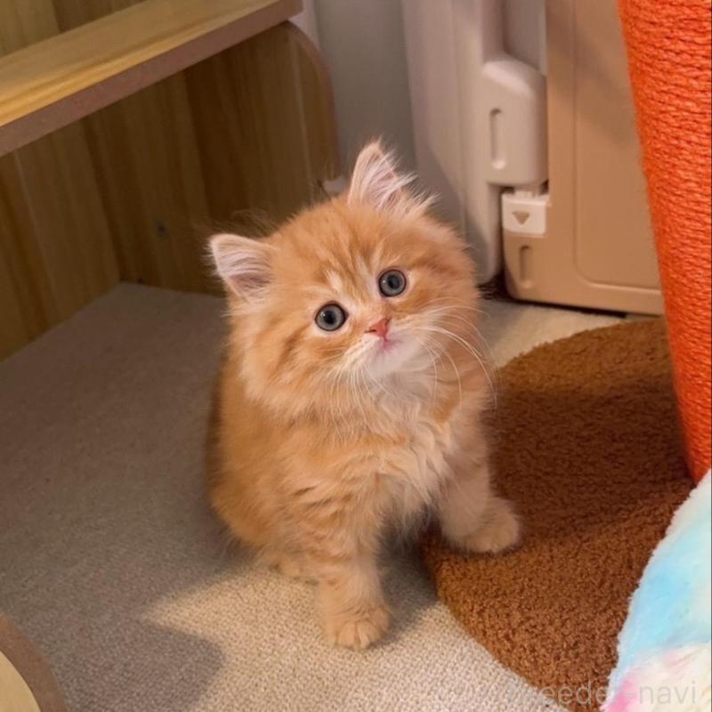 販売中の岡山県のスコティッシュストレート-130234の2枚目