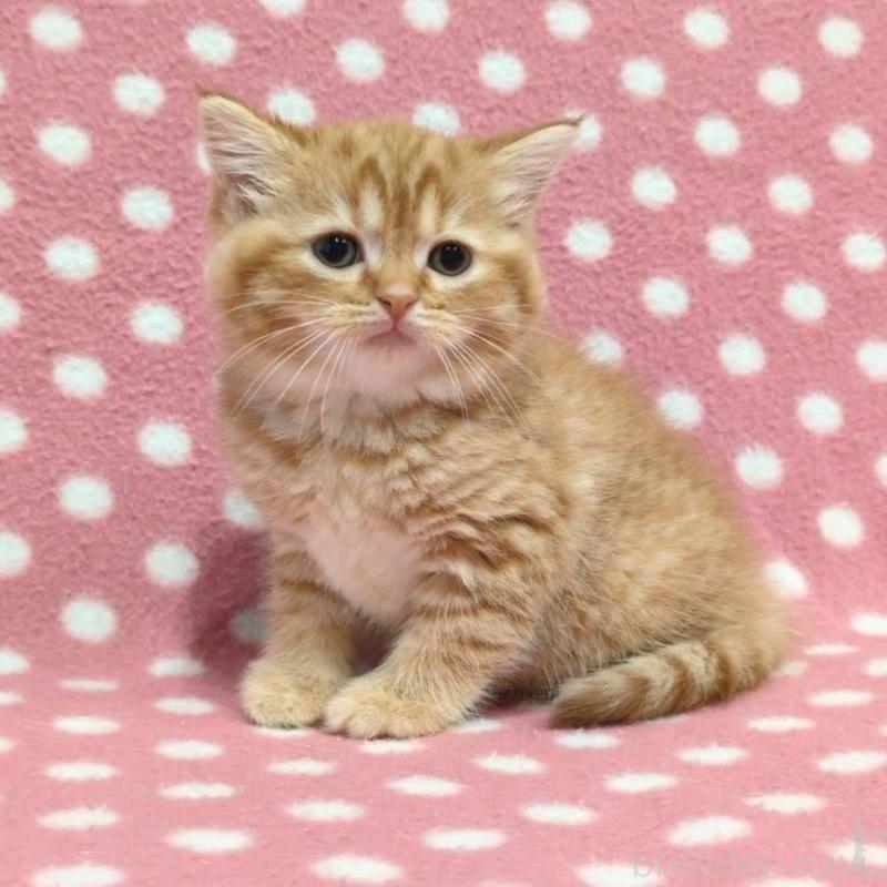 販売中の愛知県のスコティッシュフォールド-130235