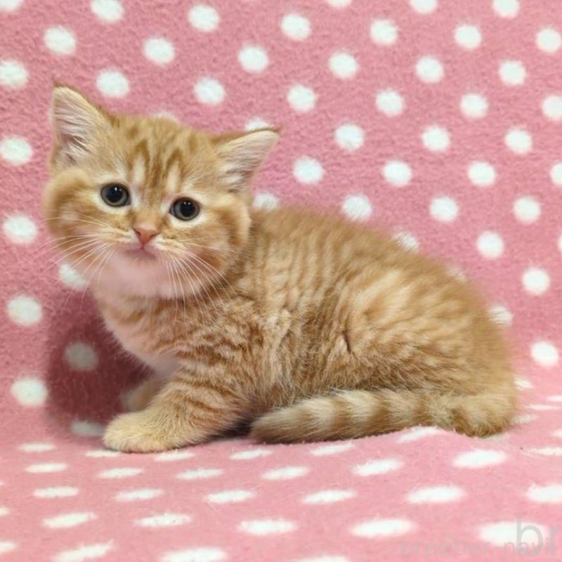 販売中の愛知県のスコティッシュフォールド-130235の3枚目