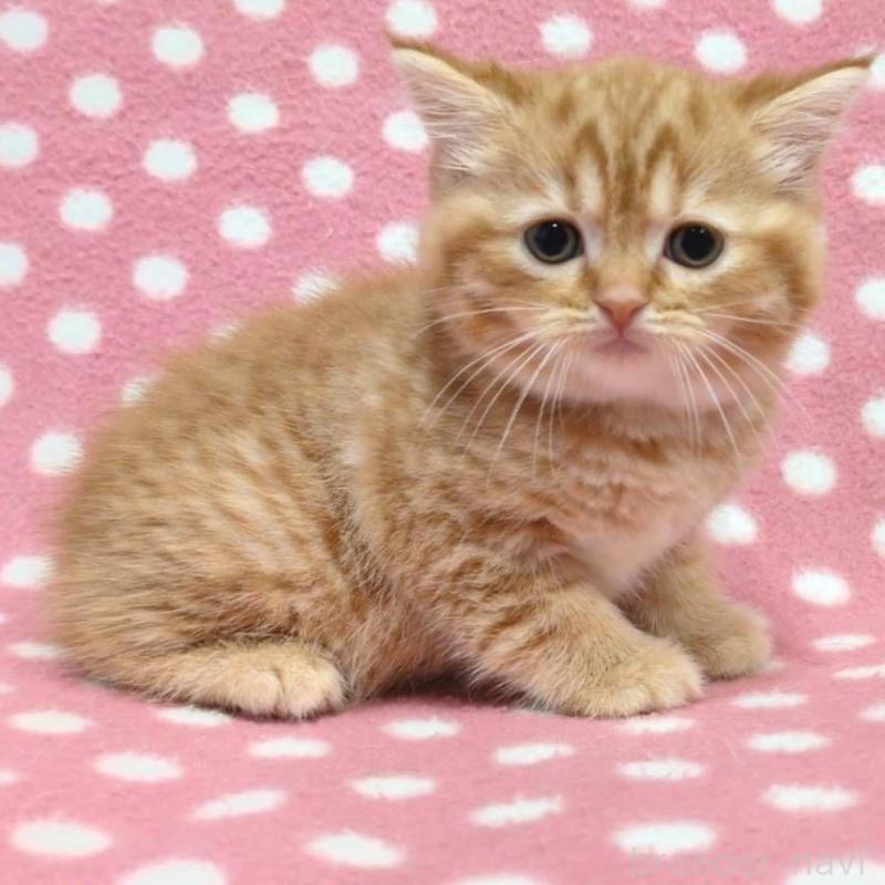 販売中の愛知県のスコティッシュフォールド-130235の2枚目