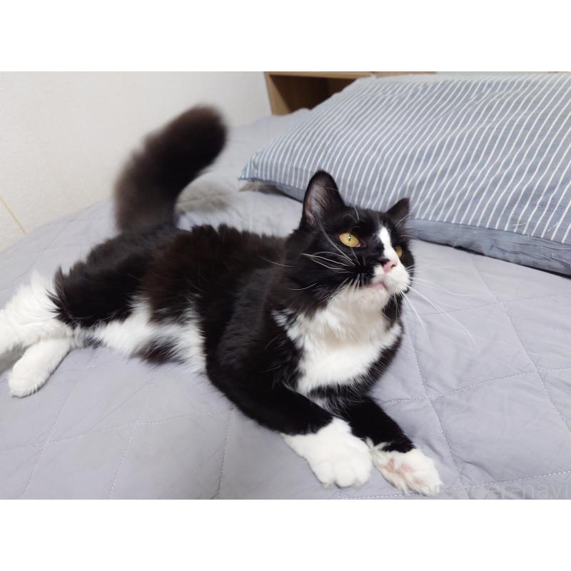 販売中の埼玉県のノルウェージャンフォレストキャット-113836の2枚目