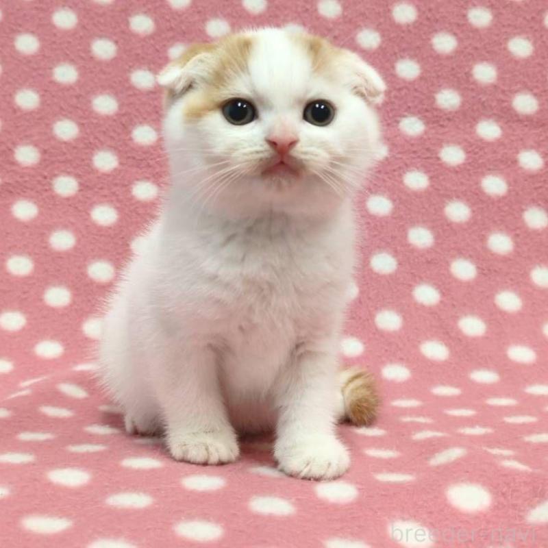 販売中の愛知県のスコティッシュフォールド(折れ耳)-130236の1枚目