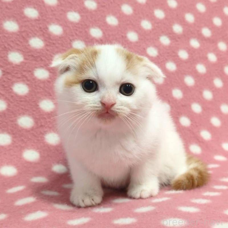 販売中の愛知県のスコティッシュフォールド(折れ耳)-130236の3枚目