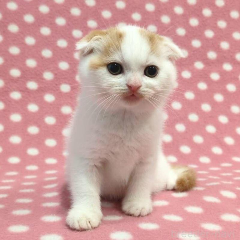 販売中の愛知県のスコティッシュフォールド(折れ耳)-130236の2枚目