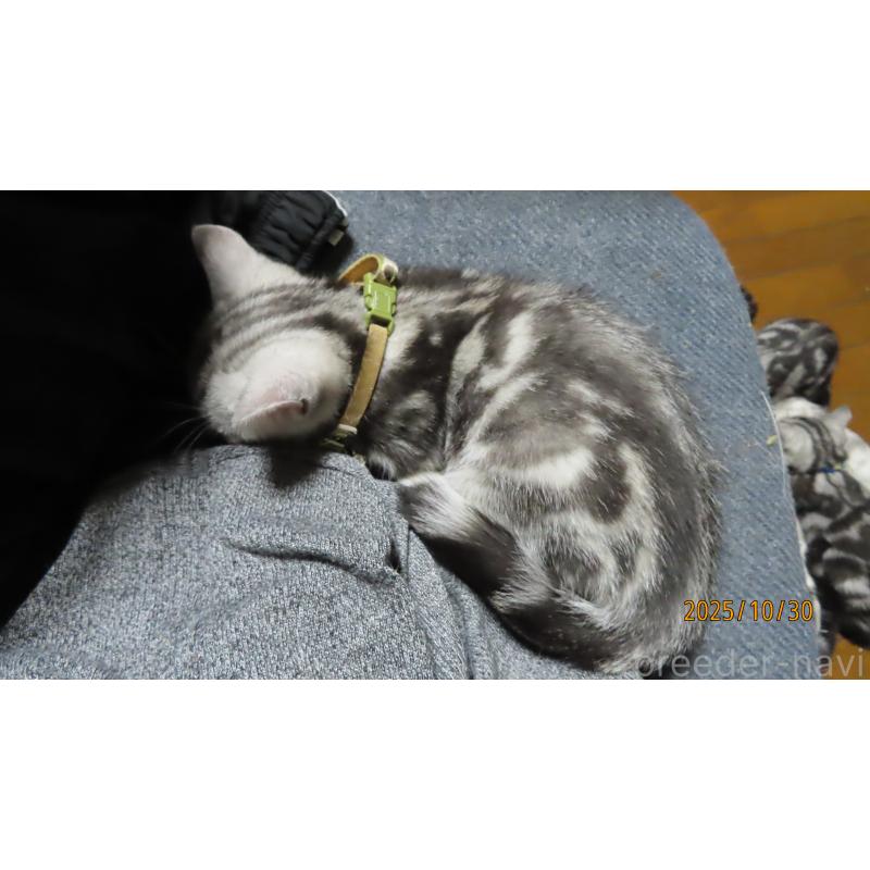 成約済の長野県のアメリカンショートヘア-130162の5枚目