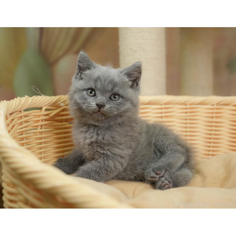 販売中の千葉県のブリティッシュショートヘア-130237の9枚目