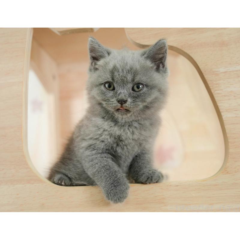 販売中の千葉県のブリティッシュショートヘア-130237の8枚目