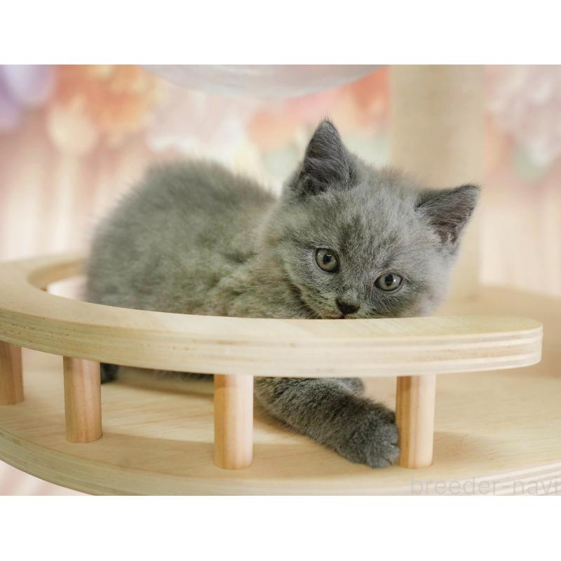 販売中の千葉県のブリティッシュショートヘア-130237の4枚目