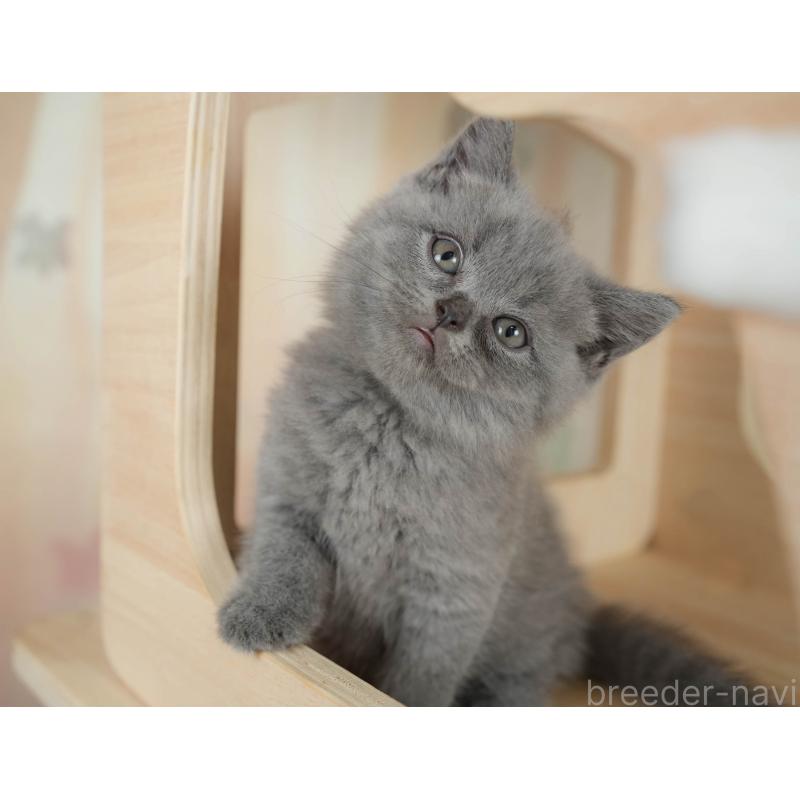 販売中の千葉県のブリティッシュショートヘア-130237の3枚目