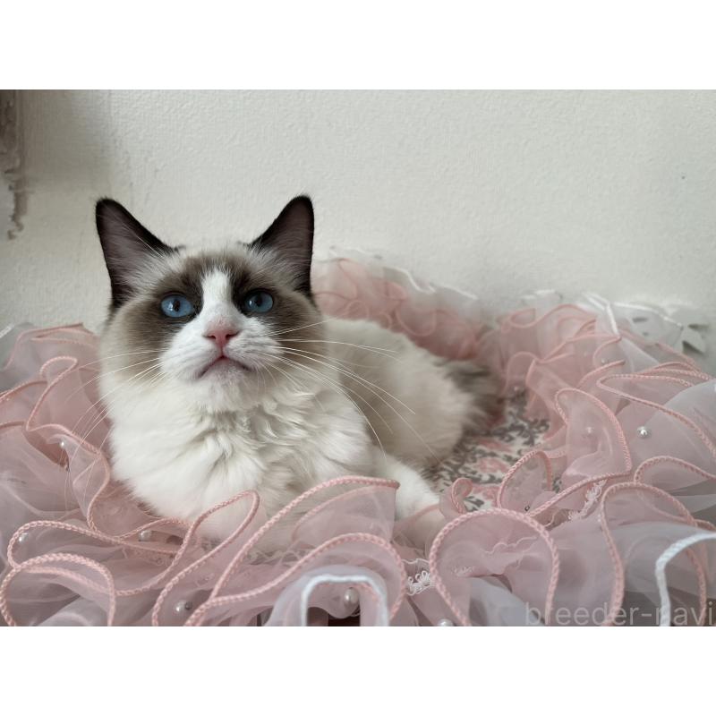 販売中の埼玉県のラグドール-128899の2枚目