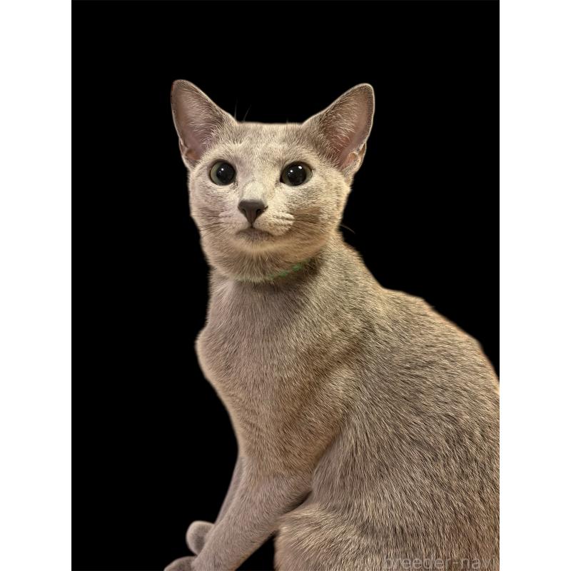 ののロシアンブルー-