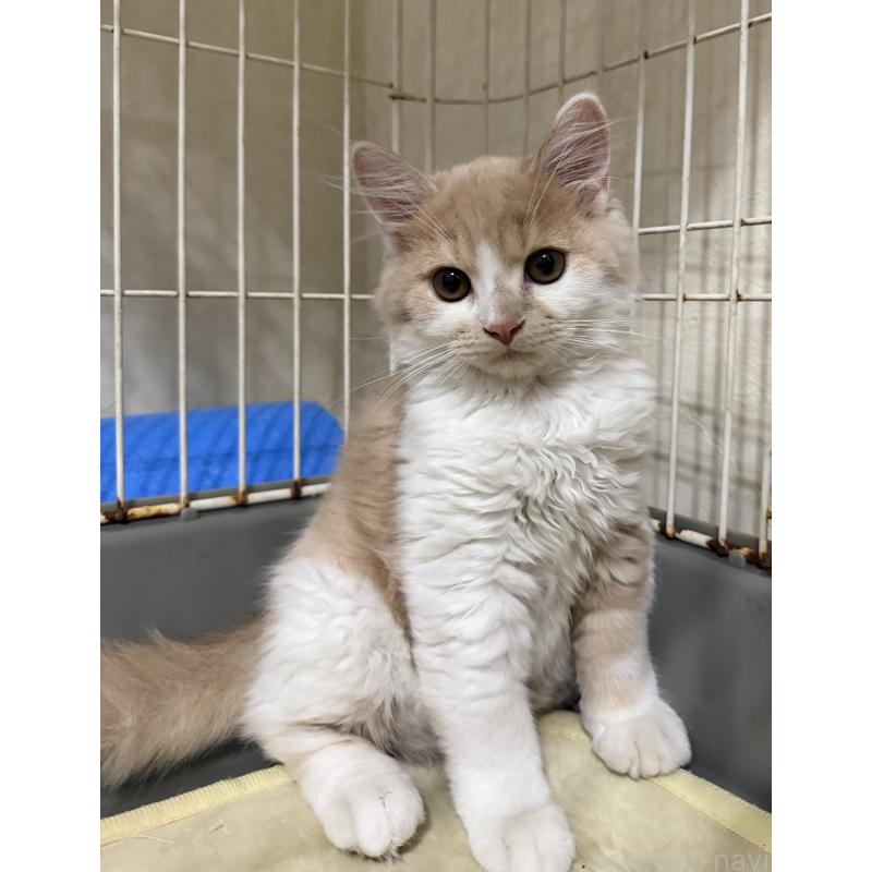 販売中の埼玉県のスコティッシュフォールド-124878の39枚目