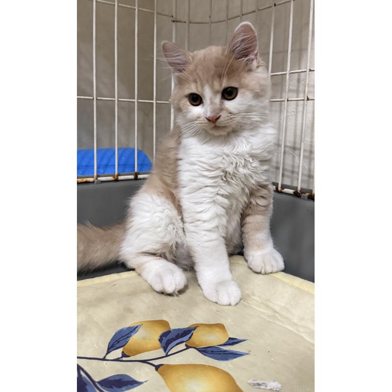 販売中の埼玉県のスコティッシュフォールド-124878の38枚目