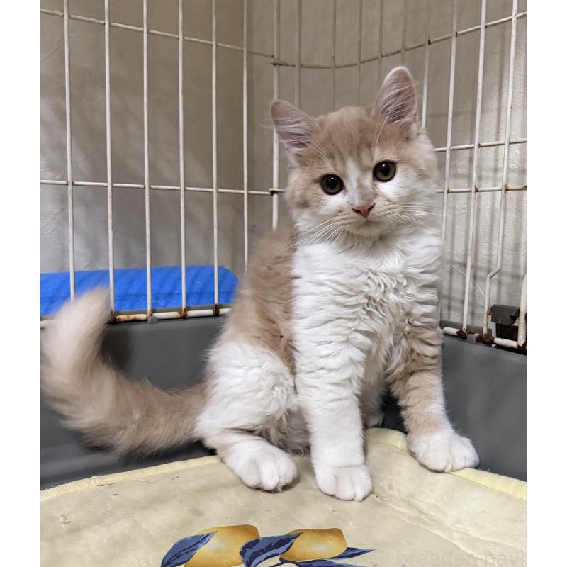 販売中の埼玉県のスコティッシュフォールド-124878の37枚目