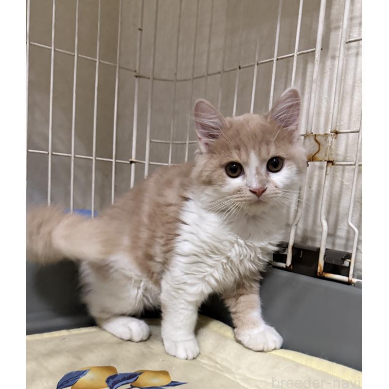 販売中の埼玉県のスコティッシュフォールド-124878の36枚目