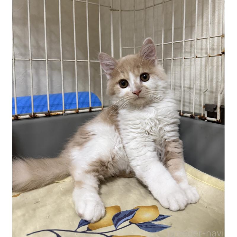 販売中の埼玉県のスコティッシュフォールド-124878の35枚目