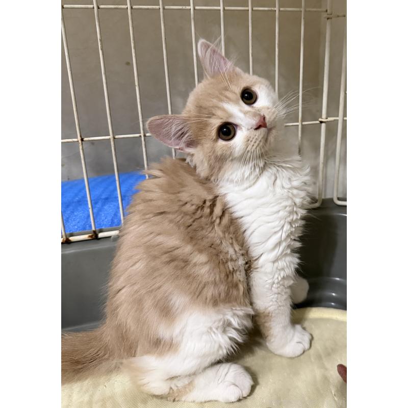 販売中の埼玉県のスコティッシュフォールド-124878の34枚目