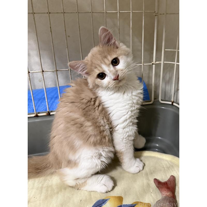 販売中の埼玉県のスコティッシュフォールド-124878の33枚目