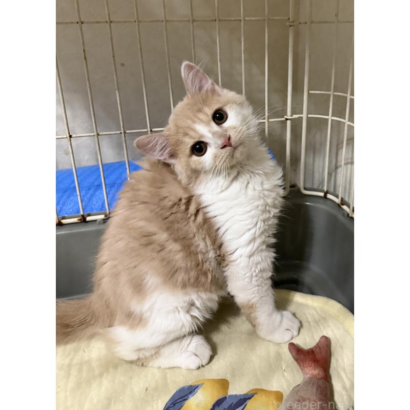 販売中の埼玉県のスコティッシュフォールド-124878