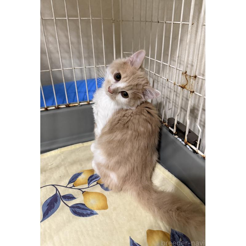 販売中の埼玉県のスコティッシュフォールド-124878の31枚目