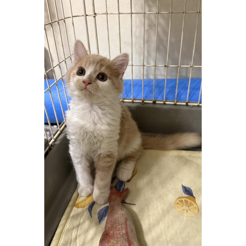 販売中の埼玉県のスコティッシュフォールド-124878の30枚目